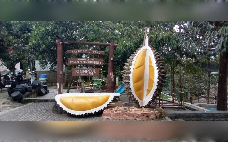 ‎Wisata Durian Sinapel, Cita Rasa Legendaris Majalengka dari Pohon Berusia Ratusan Tahun